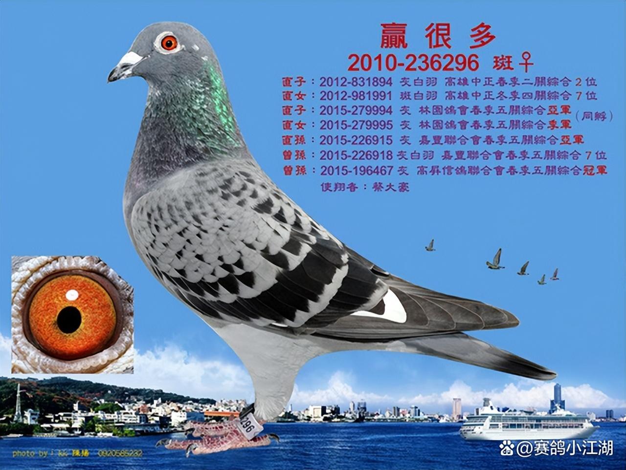 台湾信鸽比赛精彩瞬间，飞翔的梦想与竞技激情的碰撞