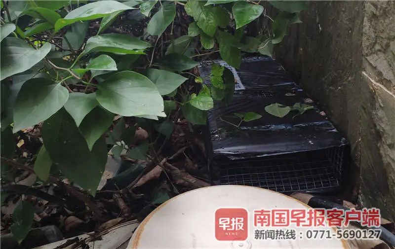 最新蛇笼设计，与自然美景共舞，探寻内心的平和与喜悦之旅