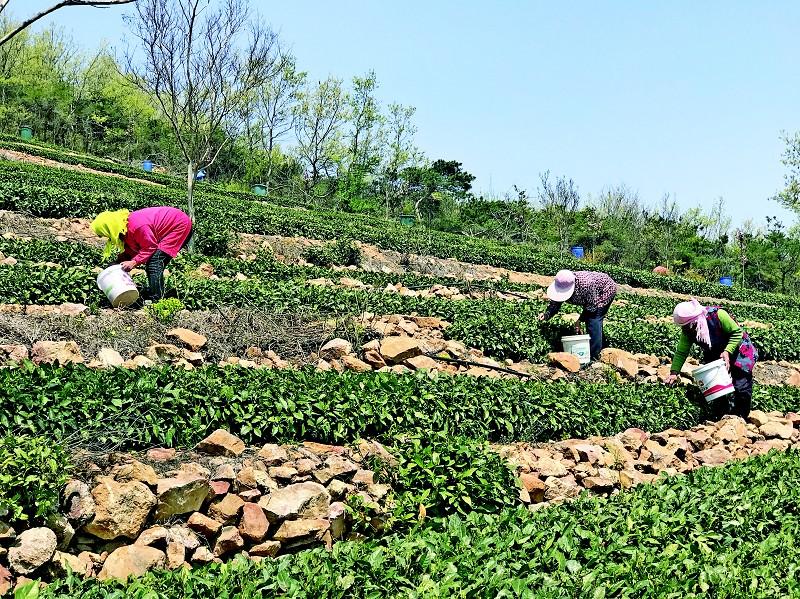青岛上市浪潮之巅的城市崛起之路