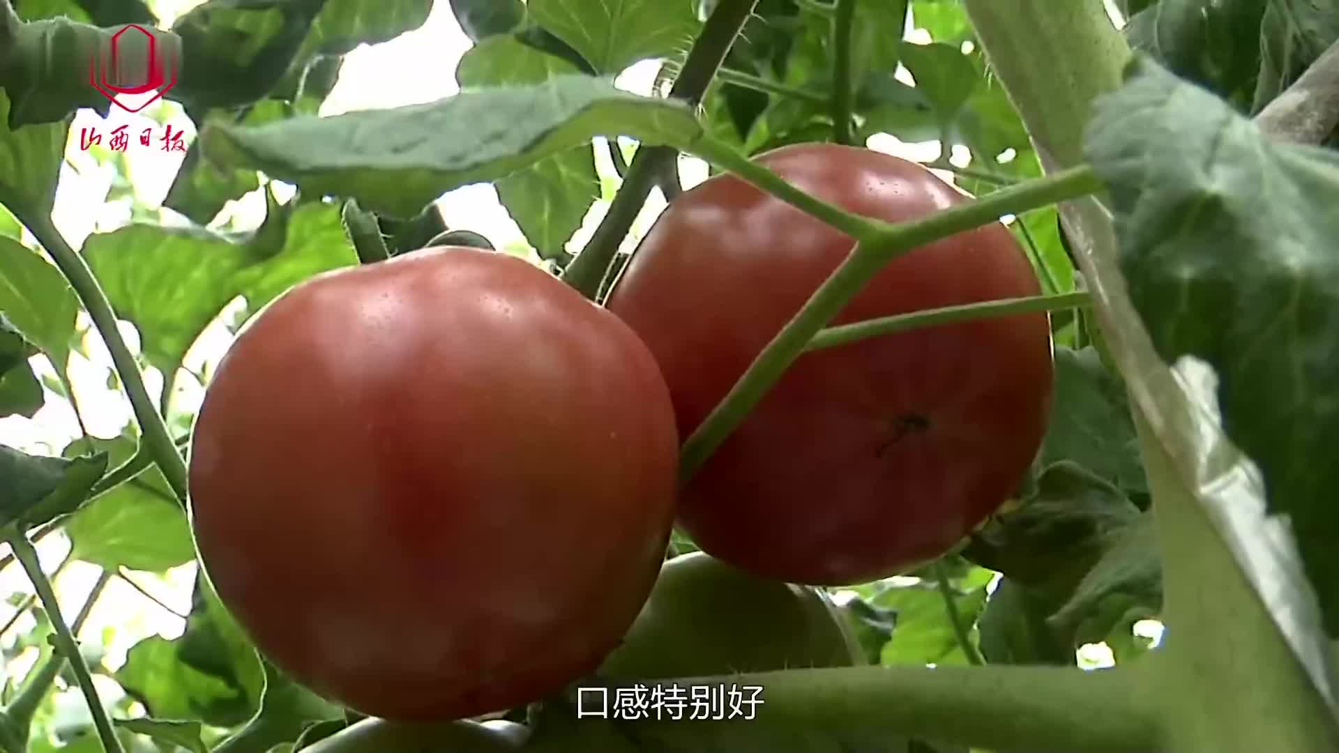 西红柿最新视频，带你领略精彩绝伦的世界！