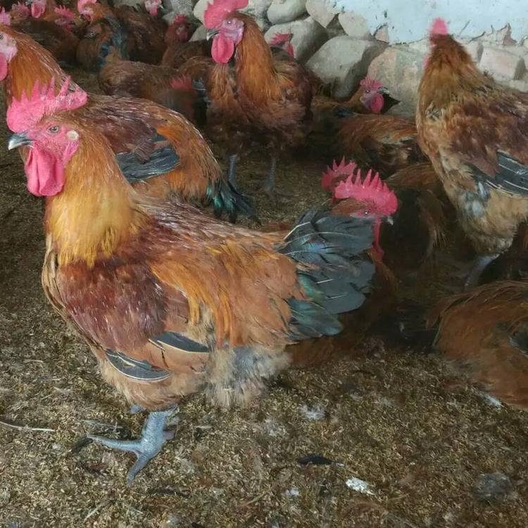 尼最新病毒，时代阴影下的悄然浮现威胁